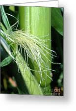 Attēlu rezultāti vaicājumam “Zea mays female flower”