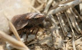 Attēlu rezultāti vaicājumam “Lepyronia coleoptrata”