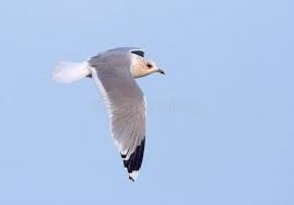 Attēlu rezultāti vaicājumam “Larus canus adult”