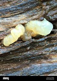 Attēlu rezultāti vaicājumam “Myxarium nucleatum”