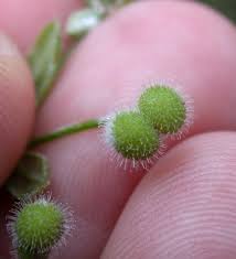 Attēlu rezultāti vaicājumam “Galium palustre fruit”