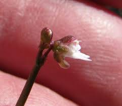 Attēlu rezultāti vaicājumam “Utricularia minor bud”