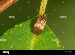 Attēlu rezultāti vaicājumam “Lygus pratensis”