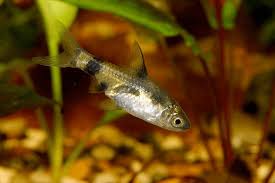 Image result for Barbus barbus