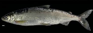 Image result for Coregonus huntsmani