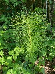 Attēlu rezultāti vaicājumam “Equisetum telmateia”