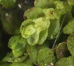 Attēlu rezultāti vaicājumam “Lejeunea cavifolia”