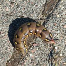 Attēlu rezultāti vaicājumam “Hyles gallii imago”