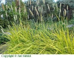 Attēlu rezultāti vaicājumam “Alopecurus pratensis”