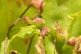 Attēlu rezultāti vaicājumam “Quercus robur male flower”
