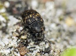 Attēlu rezultāti vaicājumam “Anthribus nebulosus”