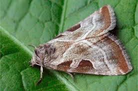 Attēlu rezultāti vaicājumam “Eucarta virgo”