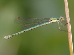Attēlu rezultāti vaicājumam “Lestes virens female”