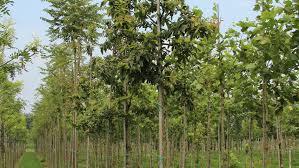 Attēlu rezultāti vaicājumam “Mespilus germanica”