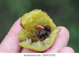 Attēlu rezultāti vaicājumam “Grapholita funebrana larva”