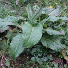 Attēlu rezultāti vaicājumam “Rumex obtusifolius”