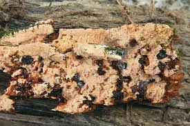 Attēlu rezultāti vaicājumam “Junghuhnia pseudozilingiana”