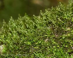 Attēlu rezultāti vaicājumam “Neckera complanata”