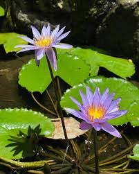 Attēlu rezultāti vaicājumam “Nymphaeaceae”