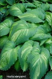 Image result for Hosta Warpaint