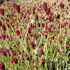 Image result for Sanguisorba officinalis