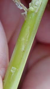 Attēlu rezultāti vaicājumam “Stemonitopsis aequalis var. microspora stalked”