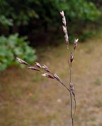 Attēlu rezultāti vaicājumam “Poa humilis”