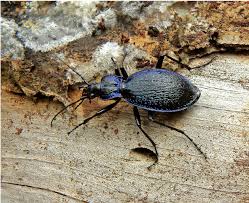 Attēlu rezultāti vaicājumam “Carabus arcensis”