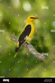 Attēlu rezultāti vaicājumam “Oriolus oriolus male”