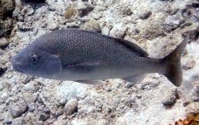 Image result for Haemulon album