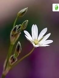 Attēlu rezultāti vaicājumam “Stellaria graminea flower”