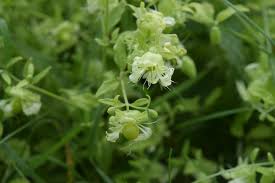 Attēlu rezultāti vaicājumam “Silene baccifera”