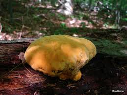 Attēlu rezultāti vaicājumam “Hapalopilus croceus”