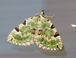 Attēlu rezultāti vaicājumam “Colostygia pectinataria”