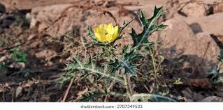 Attēlu rezultāti vaicājumam “Papaver argemone leaf”