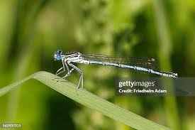 Attēlu rezultāti vaicājumam “Platycnemis pennipes male”