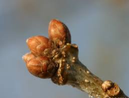 Attēlu rezultāti vaicājumam “Quercus robur bud”