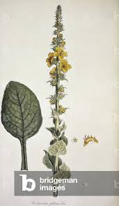 Image result for Verbascum phlomoides