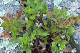 Attēlu rezultāti vaicājumam “Vaccinium angustifolium”