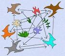  Food Chains and Food Webs 