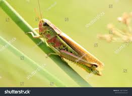 Attēlu rezultāti vaicājumam “Stethophyma grossum”