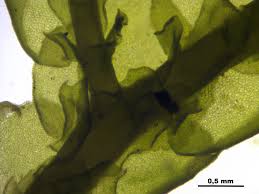 Attēlu rezultāti vaicājumam “Porella cordaeana”