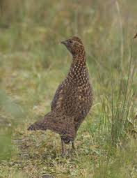 Attēlu rezultāti vaicājumam “Galliformes”