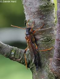 Attēlu rezultāti vaicājumam “Necydalis major”