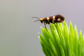 Attēlu rezultāti vaicājumam “Micropterix aureatella”