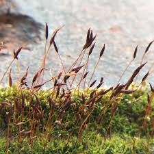 Attēlu rezultāti vaicājumam “Tortula muralis sporophyte”