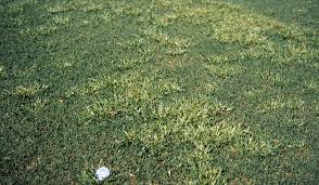 Attēlu rezultāti vaicājumam “Poa remota bud”