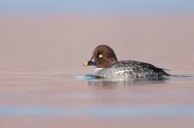 Attēlu rezultāti vaicājumam “Bucephala clangula female”