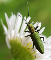 Attēlu rezultāti vaicājumam “Chrysanthia viridissima”