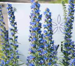 Attēlu rezultāti vaicājumam “Echium vulgare flower”